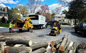 Best Tree Trimming and Pruning  in Brentwood, MD