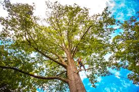 Best Tree Cabling and Bracing  in Brentwood, MD