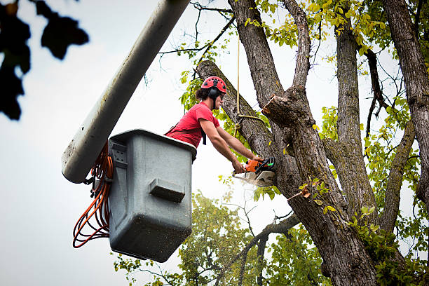 Best Stump Grinding and Removal  in Brentwood, MD